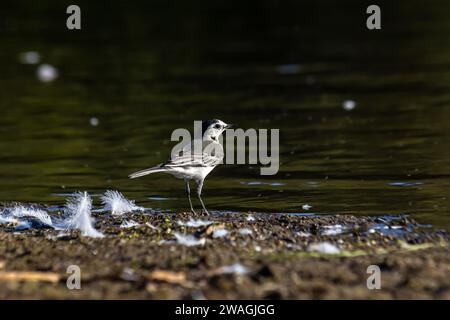 Motacilla alba - la queue blanche, est une petite espèce d'oiseau de passereau de la famille des Motacillidae. Banque D'Images