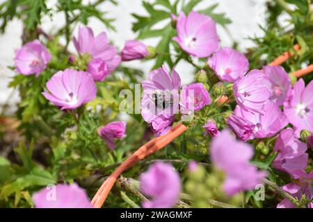 Bourdon à queue blanche collectant le pollen d'une mauve musquée Banque D'Images