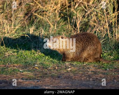 Coypu ou nutria, Myocastor coypus, mammifère isolé sur herbe, Camargue, France, décembre 2023 Banque D'Images