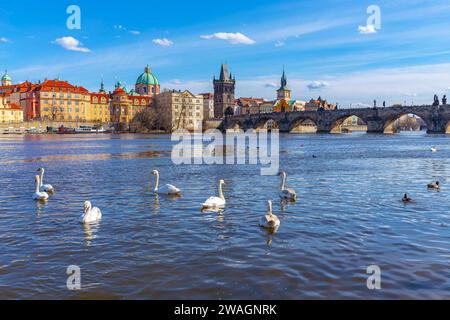 Cygnes sur la rivière Vltava sur fond du pont Charles par temps clair à Prague, République tchèque Banque D'Images