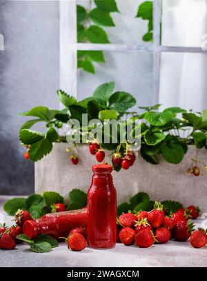 Jus de fraise frais dans une bouteille entourée de nombreuses baies fraîches. Concept de boisson estivale rafraîchissante. Sur un fond gris clair Banque D'Images