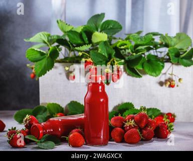 Jus de fraise frais dans une bouteille entourée de nombreuses baies fraîches. Concept de boisson estivale rafraîchissante. Sur un fond gris clair Banque D'Images