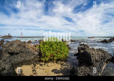 Le fond rocheux de Playa del Caleton Blanco (Orzola) et succulent du genre Tetraena fontanesii au premier plan. Lanzarote, Îles Canaries. Banque D'Images