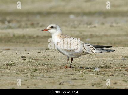 Sterne à bec de mouette (Gelochelidon nilotica, Sterna nilotica), oiseau juvénile debout sur le sol, vue latérale, pays-Bas Banque D'Images