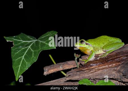 Grenouille d'arbre sans stripe, grenouille d'arbre méditerranéenne (Hyla meridionalis), mâle assis sur du bois mort, vue latérale, France, la Croix-Valmer Banque D'Images