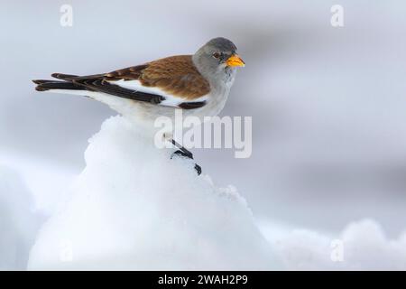 finch de neige à ailes blanches (Montifringilla nivalis), mâle perché sur un petit tas de neige, vue de côté Banque D'Images