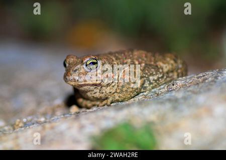 Crapaud natterjack, natterjack, crapaud britannique (Bufo calamita, Epidalea calamita), assis sur une pierre, France, Ramatuelle Banque D'Images