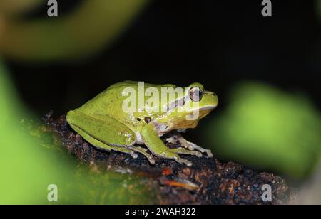 Grenouille des arbres sans stries, grenouille des arbres méditerranéenne (Hyla meridionalis), mâle, vue de côté, France, la Croix-Valmer Banque D'Images