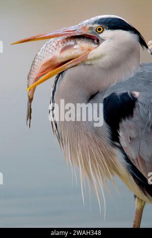 Héron gris (Ardea cinerea), dévorant un poisson proies, vue de côté, Italie, Toscane, Florence Banque D'Images