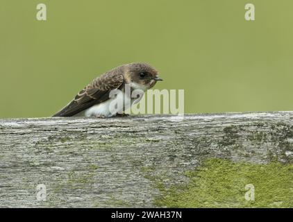 Sable martin, hirondelle de rive, sable martin à collier, sable martin commun (Riparia riparia), jeune oiseau perché sur une clôture en bois, pays-Bas, Nord-est Banque D'Images