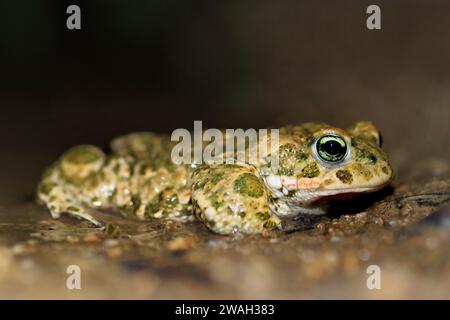 Crapaud natterjack, natterjack, crapaud britannique (Bufo calamita, Epidalea calamita), assis sur le rivage, vue latérale, France, Ramatuelle Banque D'Images