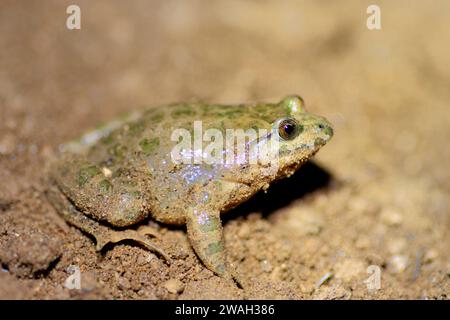 Grenouille peinte (Discoglossus pictus), assise au sol, vue latérale, France, Ramatuelle Banque D'Images