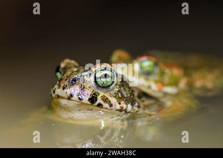 Crapaud natterjack, natterjack, crapaud britannique (Bufo calamita, Epidalea calamita), paire de natterjack dans amplexus, France, Ramatuelle Banque D'Images