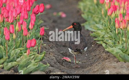 Huissier paléarctique, huissier eurasien, huissier à pied commun, huissier à huissier (Haematopus ostralegus), debout sur une jambe dans un flo rose Banque D'Images