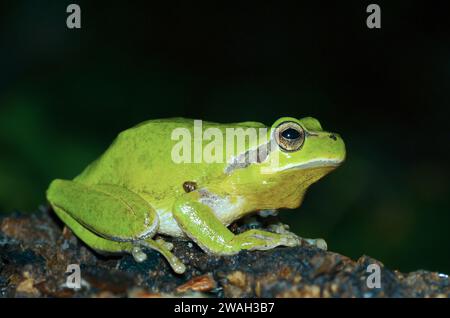 Grenouille des arbres sans stries, grenouille des arbres méditerranéenne (Hyla meridionalis), mâle, vue de côté, France, la Croix-Valmer Banque D'Images