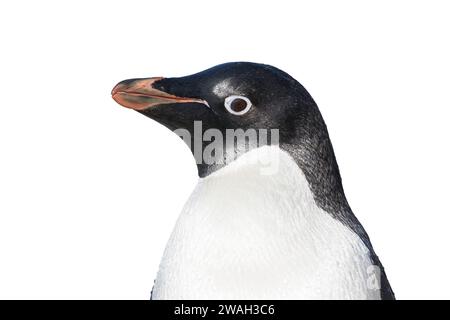 Image découpée de la tête et du bec d'un seul manchot Adélie, Pygoscelis adeliae, Antarctique Banque D'Images