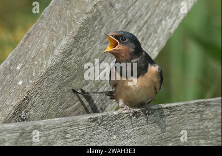 Hirondelle de grange (Hirundo rustica), mendiant un jeune oiseau sur une clôture en bois, pays-Bas, pays-Bas du Nord, Wieringermeer Banque D'Images