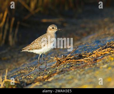 Pluvialis squatarola (Pluvialis squatarola), sur la digue à la lumière du soir, vue latérale, pays-Bas, pays-Bas du Nord, quarantaine Banque D'Images