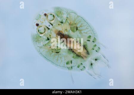 Lux de la carpe (Argulus foliaceus), portrait en pied, photo macro Banque D'Images