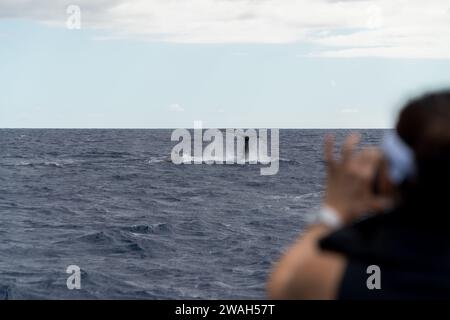 Capturer la queue d'une baleine lors d'une aventure océanique à Maui Banque D'Images