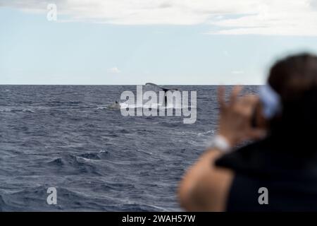 Capturer la queue d'une baleine lors d'une aventure océanique à Maui Banque D'Images