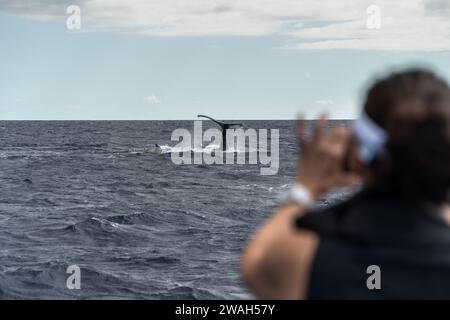 Capturer la queue d'une baleine lors d'une aventure océanique à Maui Banque D'Images