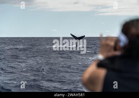 Capturer la queue d'une baleine lors d'une aventure océanique à Maui Banque D'Images