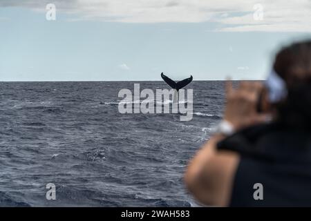 Capturer la queue d'une baleine lors d'une aventure océanique à Maui Banque D'Images