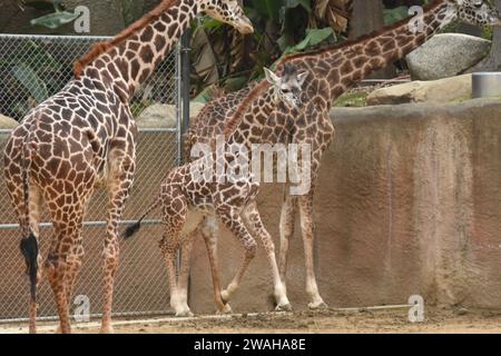 Los Angeles, Californie, USA 2 janvier 2024 Baby Maasai Giraffe, Masai Giraffe courant au zoo DE LA le 2 janvier 2024 à Los Angeles, Californie, USA. Photo de Barry King/Alamy stock photo Banque D'Images