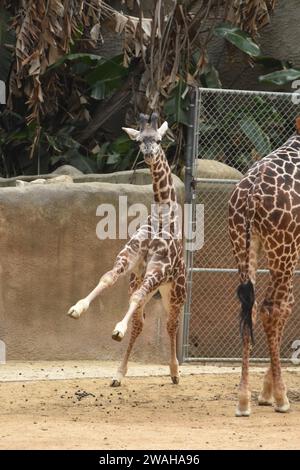 Los Angeles, Californie, USA 2 janvier 2024 Baby Maasai Giraffe, Masai Giraffe courant au zoo DE LA le 2 janvier 2024 à Los Angeles, Californie, USA. Photo de Barry King/Alamy stock photo Banque D'Images