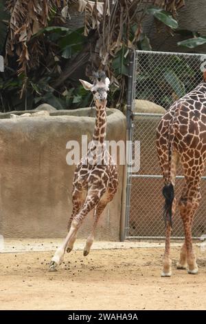 Los Angeles, Californie, USA 2 janvier 2024 Baby Maasai Giraffe, Masai Giraffe courant au zoo DE LA le 2 janvier 2024 à Los Angeles, Californie, USA. Photo de Barry King/Alamy stock photo Banque D'Images