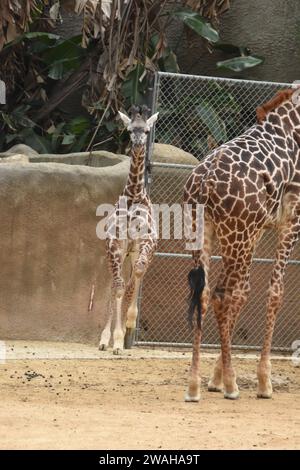 Los Angeles, Californie, USA 2 janvier 2024 Baby Maasai Giraffe, Masai Giraffe courant au zoo DE LA le 2 janvier 2024 à Los Angeles, Californie, USA. Photo de Barry King/Alamy stock photo Banque D'Images