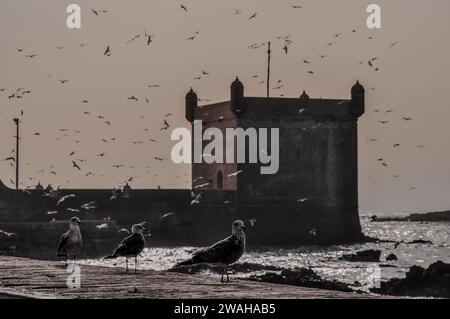 Mouettes encerclant l'Eskala, une forteresse défensive d'Essaouira, Maroc Banque D'Images