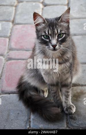 Repéré un beau chat à fourrure grise et yeux émeraude dans la médina / kasbah d'Essaouira, Maroc Banque D'Images