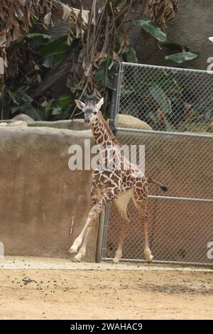 Los Angeles, Californie, USA 2 janvier 2024 Baby Maasai Giraffe, Masai Giraffe courant au zoo DE LA le 2 janvier 2024 à Los Angeles, Californie, USA. Photo de Barry King/Alamy stock photo Banque D'Images