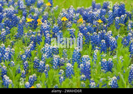 Texas bluebonnet, Ladybird Johnson Wildflower Center, Austin, Texas Banque D'Images