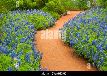 Chemin de jardin à travers Texas bluebonnets, Ladybird Johnson Wildflower Center, Austin, Texas Banque D'Images