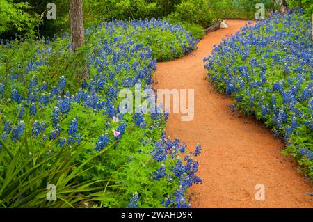 Chemin de jardin à travers Texas bluebonnets, Ladybird Johnson Wildflower Center, Austin, Texas Banque D'Images