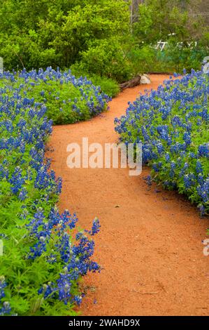 Chemin de jardin à travers Texas bluebonnets, Ladybird Johnson Wildflower Center, Austin, Texas Banque D'Images