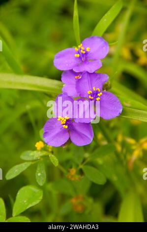 Coccinelle, la tradescantie Johnson Wildflower Center, Austin, Texas Banque D'Images