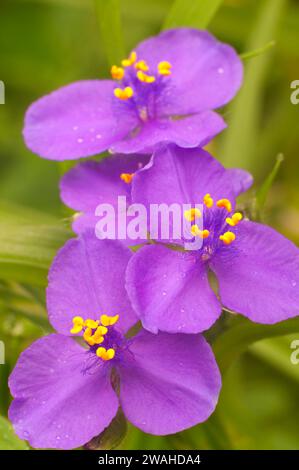 Coccinelle, la tradescantie Johnson Wildflower Center, Austin, Texas Banque D'Images