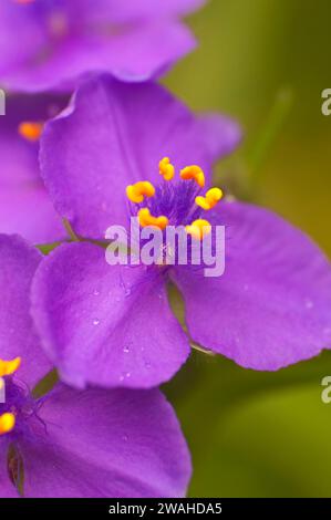 Coccinelle, la tradescantie Johnson Wildflower Center, Austin, Texas Banque D'Images