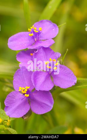 Coccinelle, la tradescantie Johnson Wildflower Center, Austin, Texas Banque D'Images