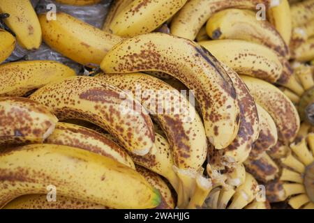 comparer une banane pourrie avec une banane mûre sur fond blanc Banque D'Images