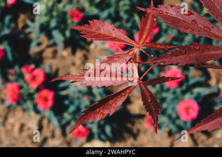 Feuilles comme texture d'arrière-plan florale de la nature Banque D'Images