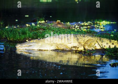 Crocodile du Nil, Crocodylus niloticus, se cachant dans les eaux peu profondes de la rivière Rufiji, réserve de gibier de Selous, Tanzanie Banque D'Images