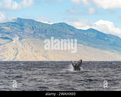 Baleine à bosse présentant une brèche spectaculaire lors d'une visite de Maui Banque D'Images