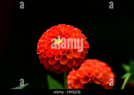 Une photo en gros plan d'une immense et belle fleur de dahlia de jardin (famille Compositae), rouge foncé sur fond vert foncé. Faible profondeur de champ. Banque D'Images