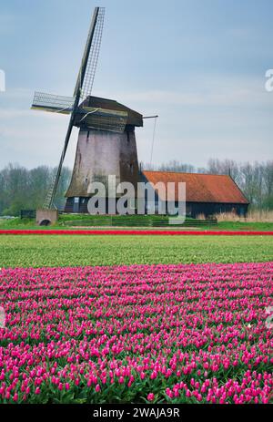 Un moulin à vent rustique se dresse derrière un champ vibrant de tulipes roses dans la campagne néerlandaise traditionnelle Banque D'Images