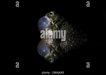 Une image d'un crapaud solitaire avec un sac de gorge gonflé, reflété dans l'eau calme sur un fond sombre, soulignant son comportement nocturne naturel. Banque D'Images